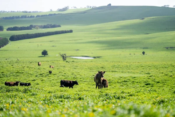Angus Wagyu Baharda Bir Çiftlikte Inek Boğa Avlarlar — Stok fotoğraf