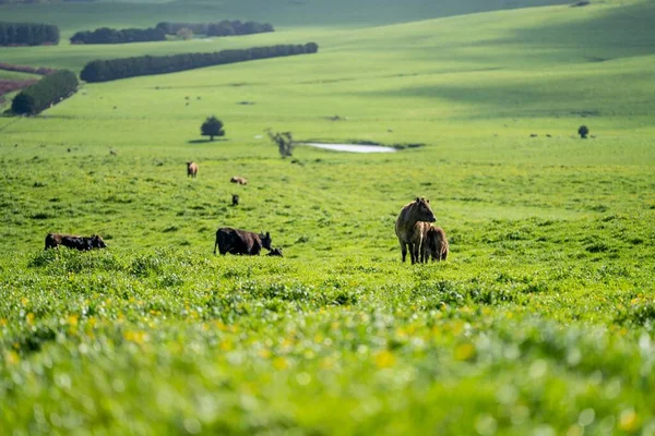Влітку Велика Рогата Худоба Корови Полі Необжитих Теренах — стокове фото