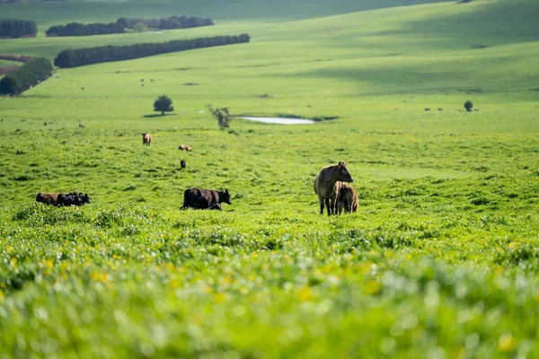 Ангус Ваг Вивчають Корів Биків Фермі Навесні — стокове фото