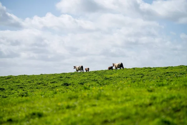 Pasto Vacas Gado Uma Fazenda América Eua — Fotografia de Stock
