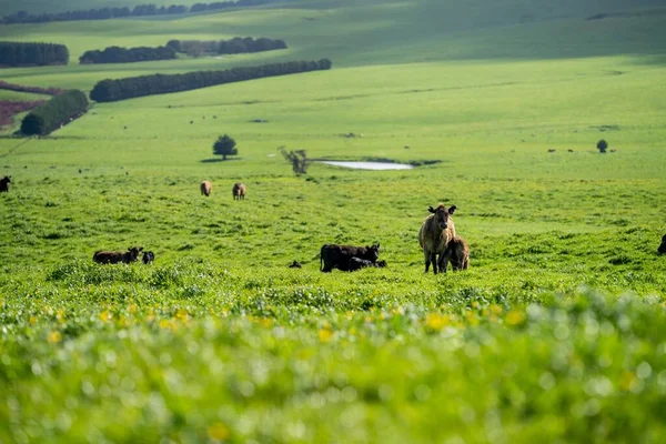 Коров Крупного Рогатого Скота Органическое Регенеративное Сельское Хозяйство Весной — стоковое фото