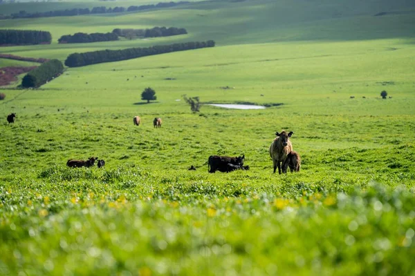 Ангус Ваг Вивчають Корів Биків Фермі Навесні — стокове фото