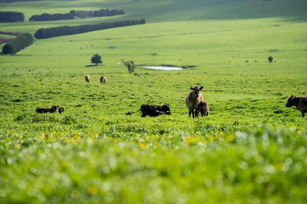 Vacas Gado Garanhão Agricultura Orgânica Regenerativa Primavera — Fotografia de Stock
