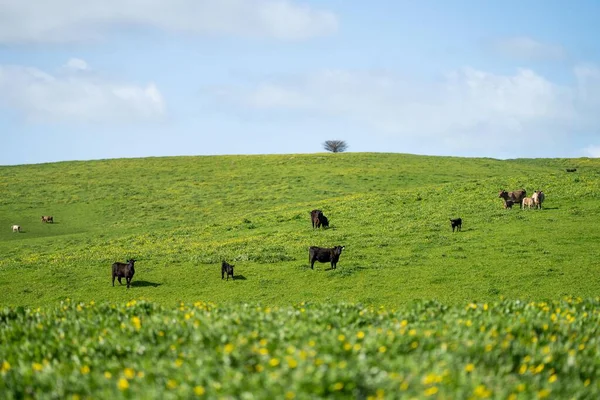 Cows Field Australia Summer — Stock Photo, Image