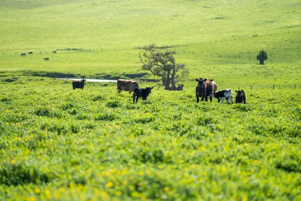 Cows Cattle Stud Organic Regenerative Agriculture Spring — Stock Photo, Image