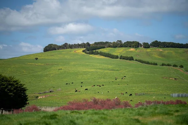 Gado Uma Fazenda Agrícola Rancho Pasto Grama Verão — Fotografia de Stock