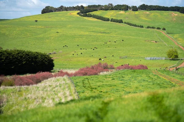 Weiden Und Kühe Und Vieh Auf Einem Bauernhof Amerika Usa — Stockfoto