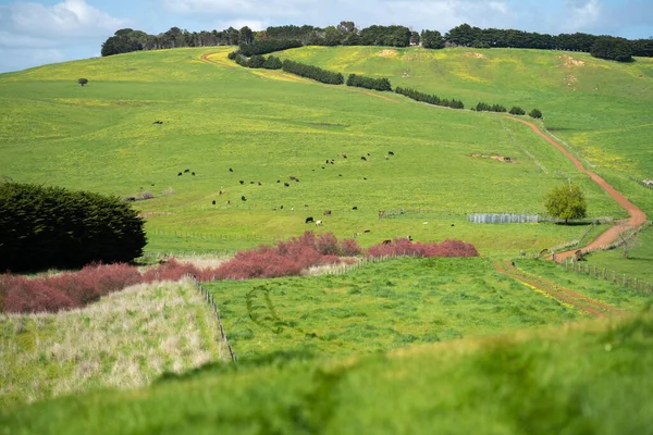 미국의 농장에서 목축을 가축을 기르는 — 스톡 사진