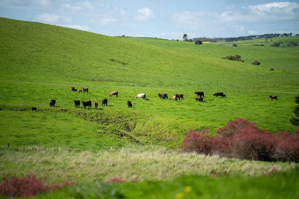 Vacas Touros Angus Wagyu Uma Fazenda Primavera — Fotografia de Stock