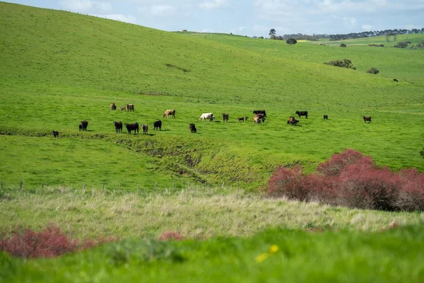Vacas Gado Garanhão Agricultura Orgânica Regenerativa Primavera — Fotografia de Stock