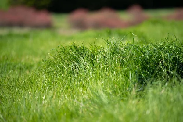 Pastos Verdes Gramíneas Una Granja Orgánica Regenerativa Primavera —  Fotos de Stock