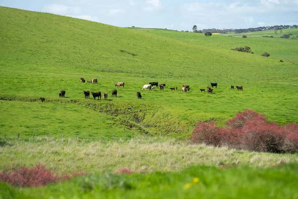 Корови Великої Рогатої Худоби Органічне Регенеративне Сільське Господарство Навесні — стокове фото