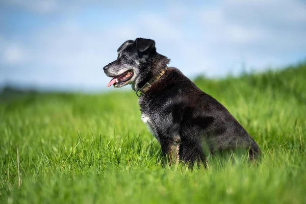 Kelpie Een Boerderij Australië Werkende Vee Hond Een Veld Queensland — Stockfoto