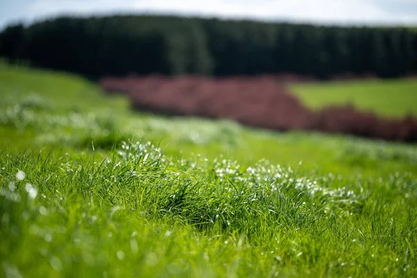 夏に畑で再生可能な有機の花の上のパドックの牧草地や草 — ストック写真