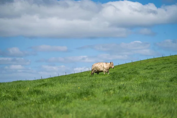 stock image pasture and grass in a paddock on a regenerative organic flowers in a field in summer