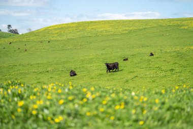 Yazın bir tarlada yenilenebilir organik çiçeklerin otlağı ve otlağı.