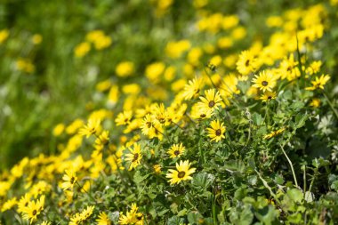 İlkbaharda Avustralya 'da bir karbon lavabosunda otlar ve otlar tarafından depolanan karbon.