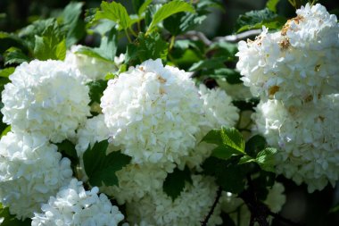 Tazmanya Avustralya 'da baharda açan beyaz çiçekler