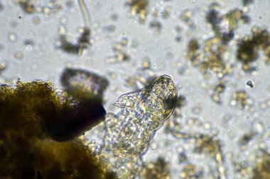 gübre yığınındaki toprak solucanları ve böcekler