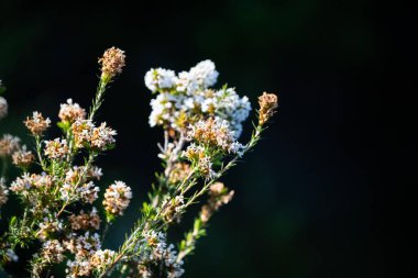 İlkbaharda Tazmanya 'da çalı ve yosun