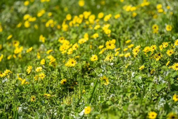 stock image pasture and grass in a paddock on a regenerative organic flowers in a field in summer