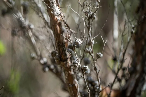 春のタスマニアのブッシュ植物と海藻は — ストック写真