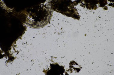 gübre yığınındaki toprak solucanları ve böcekler