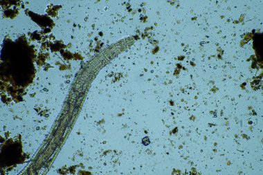 gübre yığınındaki toprak solucanları ve böcekler