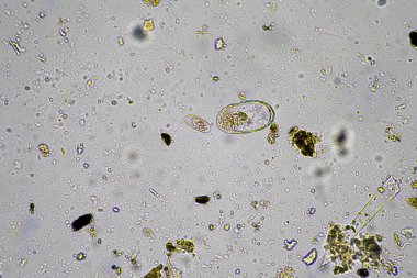 Avustralya 'da bir çiftlikteki topraktaki böcek paraziti.