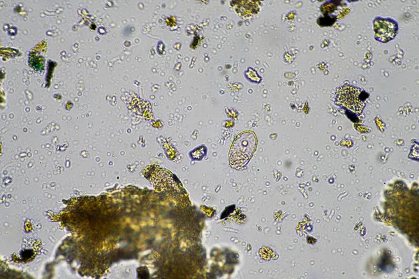 Vers Microscopiques Dans Sol Australie Dans Compost — Photo