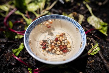 Tohumları ekmeye ve ekmeye hazır bir kasede ıslatıyorum.
