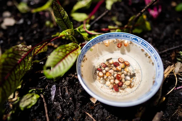 stock image soaking seeds in water getting ready to sow in a garden in spring