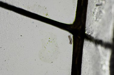 Avustralya 'da bir böcek kanadında mikroskobik detaylara bakan yusufçuk kanadı.