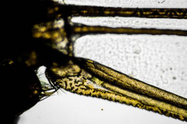 Avustralya 'da bir böcek kanadında mikroskobik detaylara bakan yusufçuk kanadı.