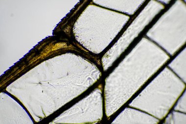 Avustralya 'da bir böcek kanadında mikroskobik detaylara bakan yusufçuk kanadı.