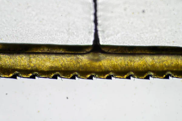 Aile Libellule Sous Microscope Regardant Les Détails Microscopiques Dans Une — Photo
