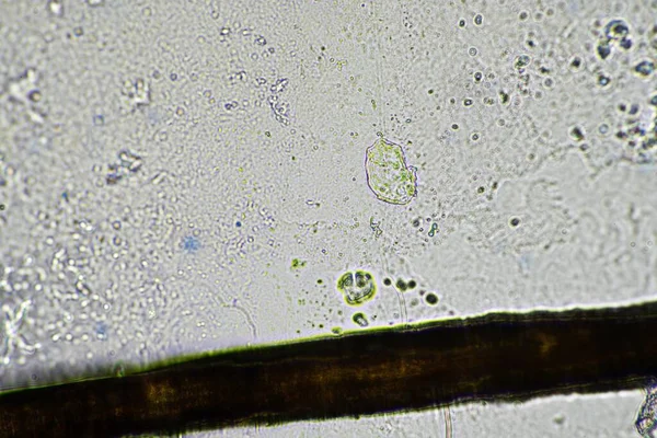 Libelle Vleugel Onder Een Microscoop Kijkend Naar Microscopische Details Een — Stockfoto