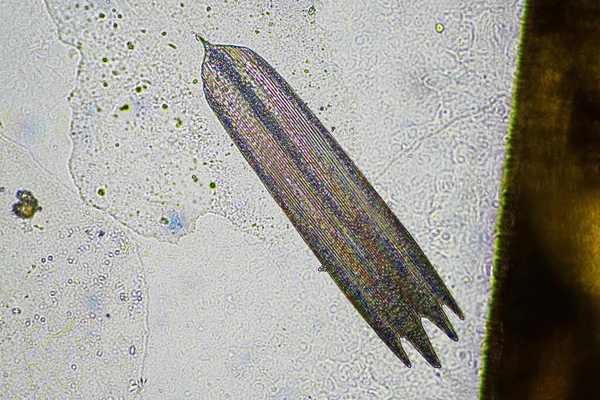 Крыло Стрекозы Микроскопом Рассматривает Микроскопические Детали Крыле Жука Австралии — стоковое фото