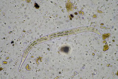 Toprak örnekleriyle bir toprak laboratuvarında çalışmak Avustralya 'da bir toprak testini test etmek.
