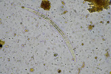 Toprak örnekleriyle bir toprak laboratuvarında çalışmak Avustralya 'da bir toprak testini test etmek.