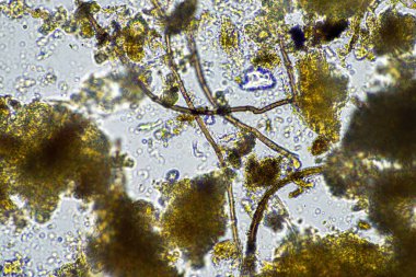 Toprak örnekleriyle bir toprak laboratuvarında çalışmak Avustralya 'da bir toprak testini test etmek.