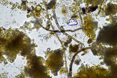 Toprak örnekleriyle bir toprak laboratuvarında çalışmak Avustralya 'da bir toprak testini test etmek.