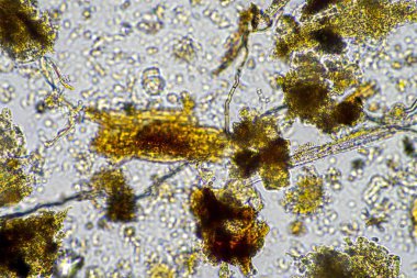 toprak mikroorganizmaları rejeneratif bir çiftlikte, ilkbaharda mantar ve mantarlarda karbon depoluyor.