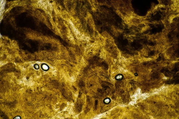 顕微鏡の下で赤ちゃんは細菌や虫を研究室で見ると — ストック写真