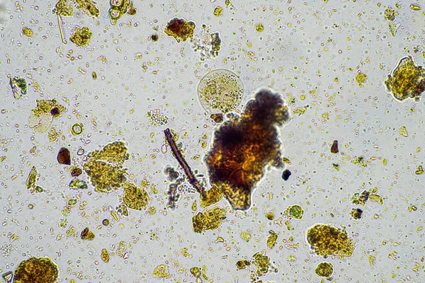 Toprak Mikroorganizmaları Rejeneratif Bir Çiftlikte Ilkbaharda Mantar Mantarlarda Karbon Depoluyor — Stok fotoğraf