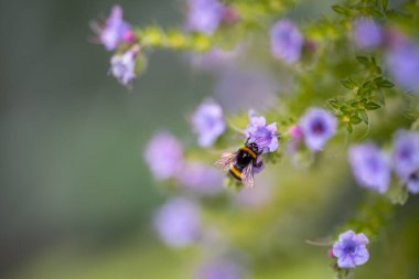 Bahçedeki bir çiçekte yaban arısı. İngiltere 'de bir çalılıkta arı var.
