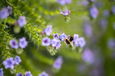 Bahçedeki bir çiçekte yaban arısı. İngiltere 'de bir çalılıkta arı var.