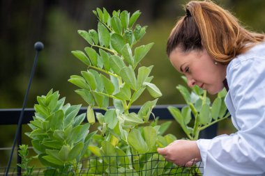 Dişi çiftçiler çiftlikte bitki yetiştiriyor.
