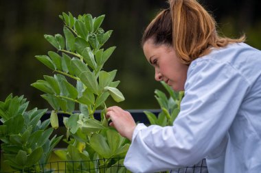 Avustralya 'da bitki ve tarım araştırmaları yapan kadın çiftçi bilim adamı.