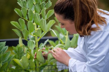 Bir üniversitede bilim kadını. Amerika 'da bitki bilimi üzerine deneyler yapıyorum.